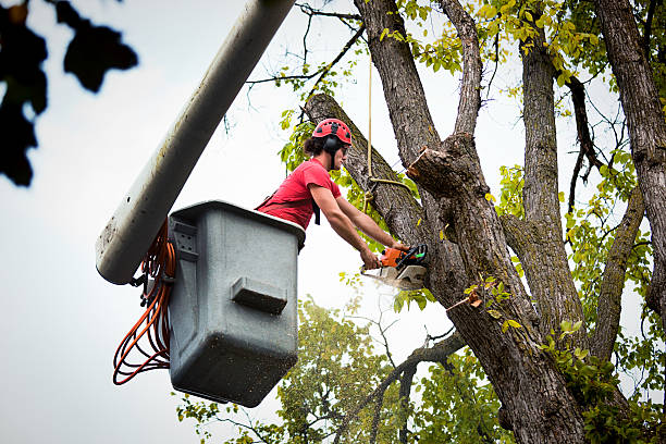 Best Storm Damage Tree Cleanup  in Sayville, NY